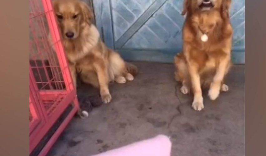 兩隻黃金獵犬好朋友
