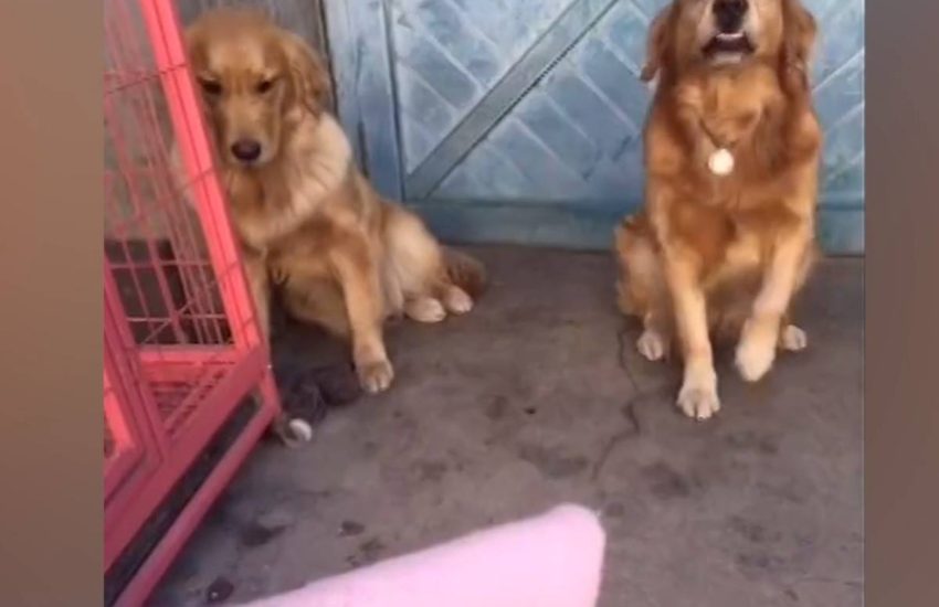 Dog snitches on friend