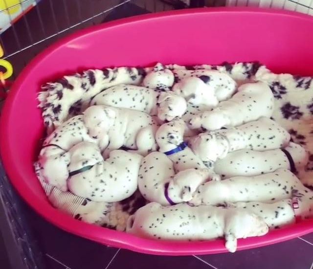 Sleeping dalmatians puppies