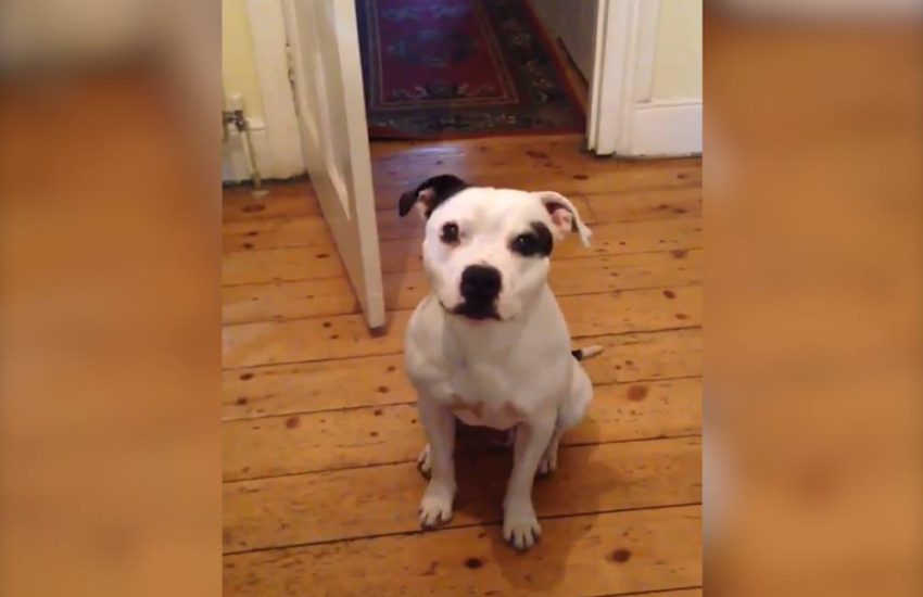 Ziggy The Dog Is Very Clever