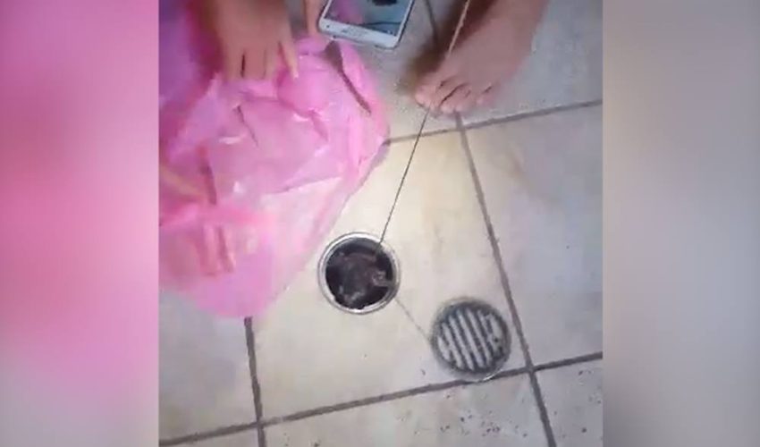 排水孔傳來陣陣惡臭？你可能需要檢查一下了
