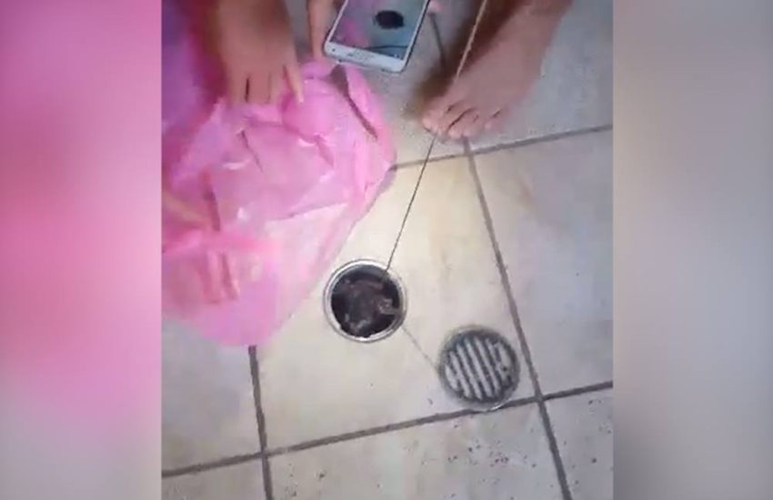 Lad Finds Dead Animal In Drain