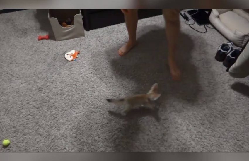 Teaching Baby Fox How To Sit