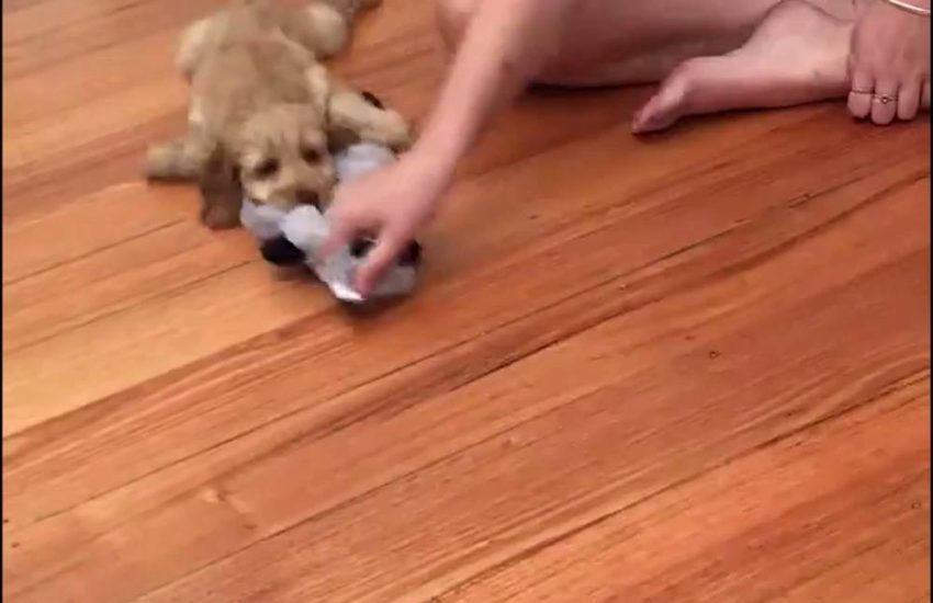 Dog being pulled on floor