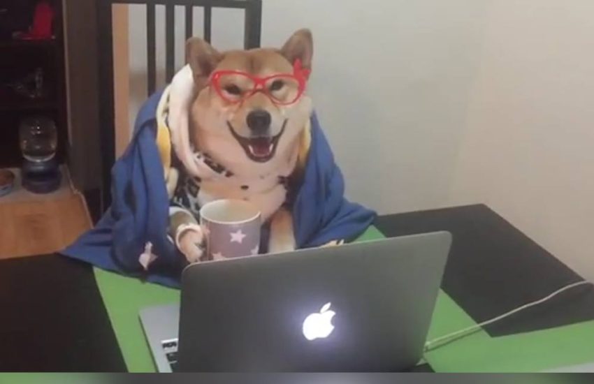 Dog Enjoying His Day Off