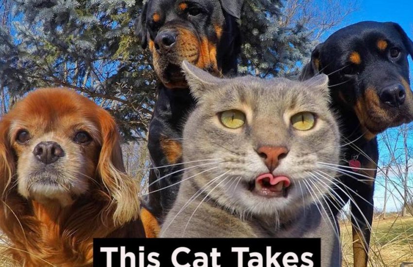 This Cat Takes The Best Selfies