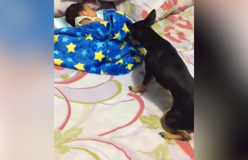 Dog Tucks Baby Into Bed