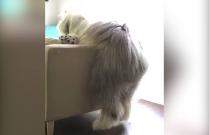 Clumsiest Dog On The Internet