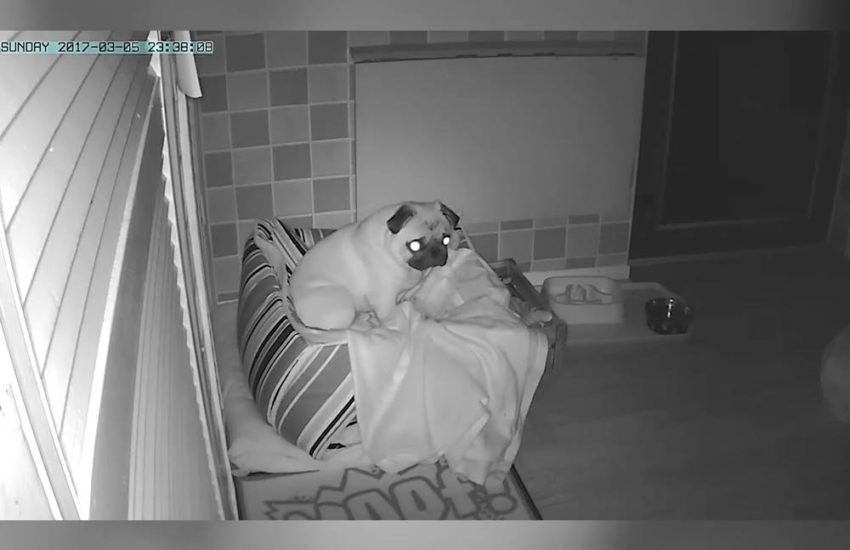 The Secret Life Of Pugs