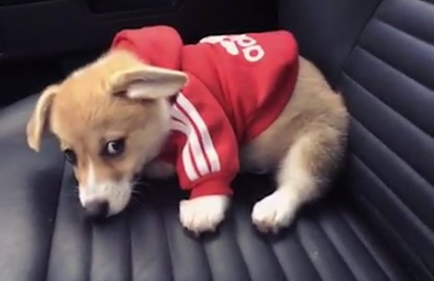 Little Pup Is Too Tired