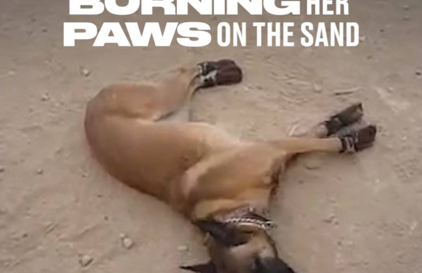 This Dog Kept Burning Her Paws On The Sand