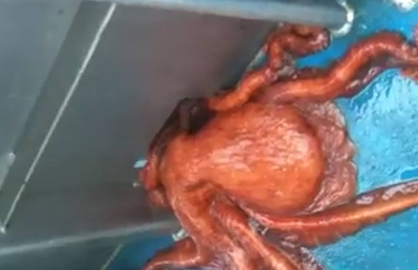 Giant Octopus Escape Through Tiny Hole