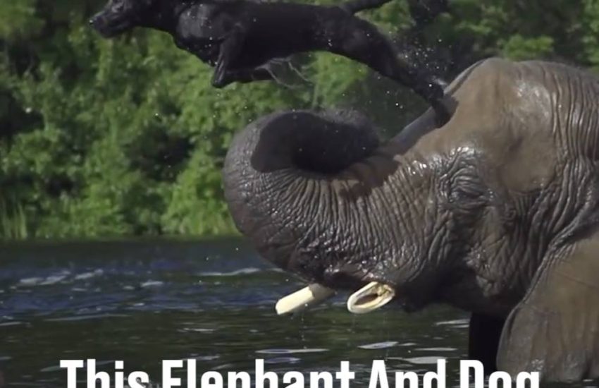 This Elephant And Dog Are Inseparable