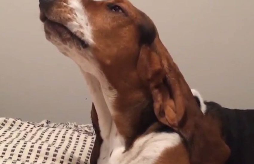 Dog Farts And Gets Confused