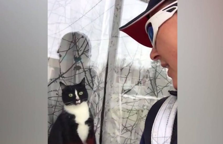 Angry Cat Attacks Postwoman