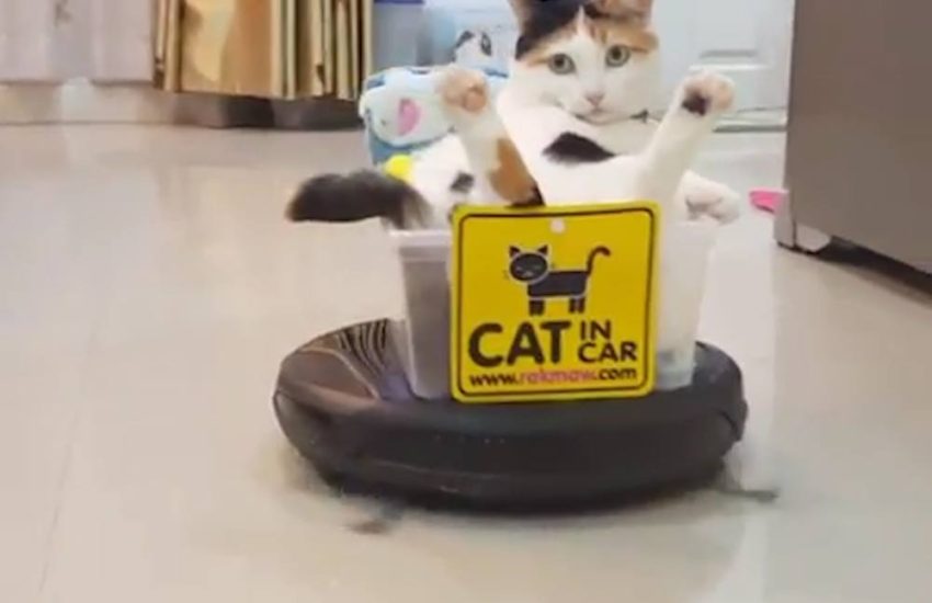 Just A Cat Doing The Hoovering