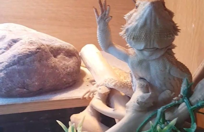 Bearded Dragon Waves Back