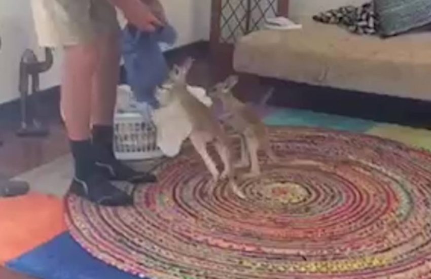 Baby Kangaroos Practice Being In Pouches