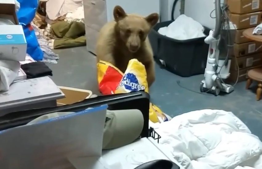 Woman Confronts Hungry Bear