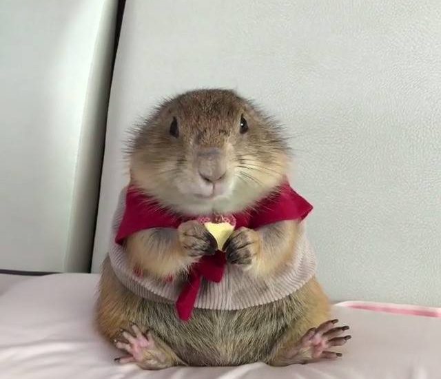Chilled Prairie Dog Eats Cheese