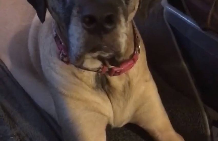 Doggo Has Incredible Eyebrow Trick