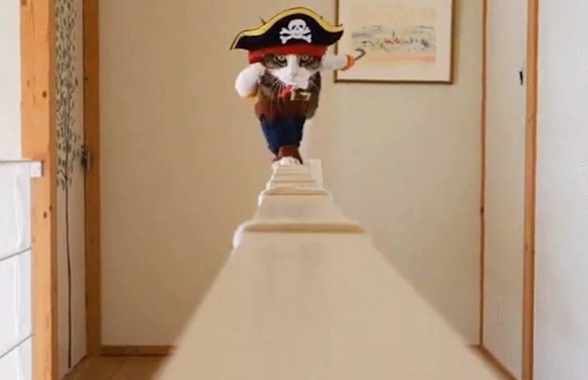 Pirate Cat Walks The Plank
