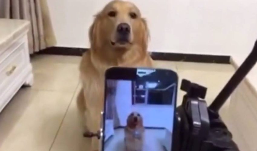 會對相機微笑的黃金獵犬 XD