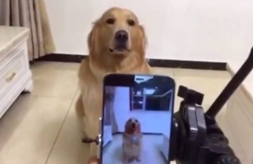 Dog Actually Smiles For The Camera