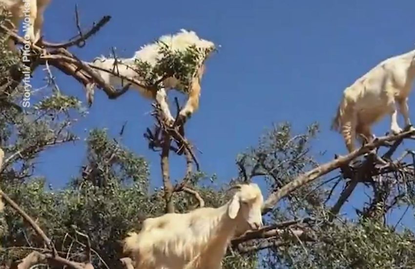 Gang Of Goats In A Tree