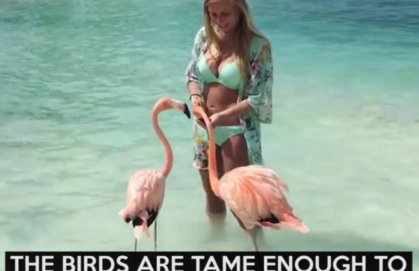 These birds are tame enough to eat right out of your hand