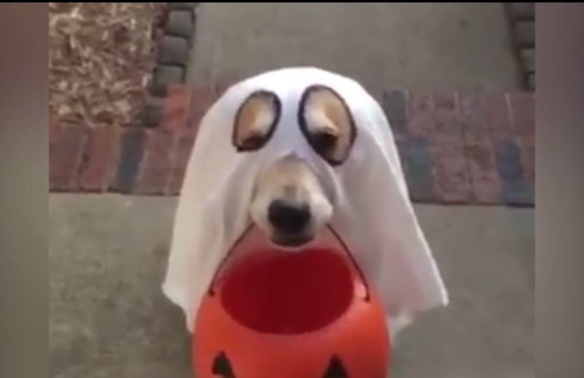 DOG GOES TRICK OR TREATING