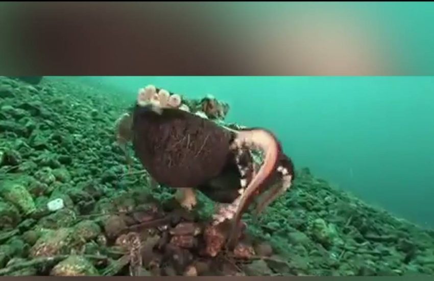 Octopus uses coconut for protection