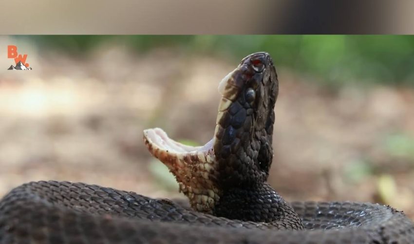 國外野外求生實錄 水蛇不是好惹der