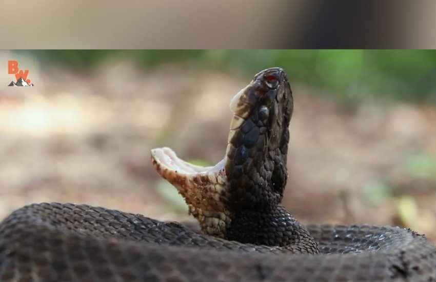 This Video of a Cottonmouth vs Water Snake Will Make You Sweat
