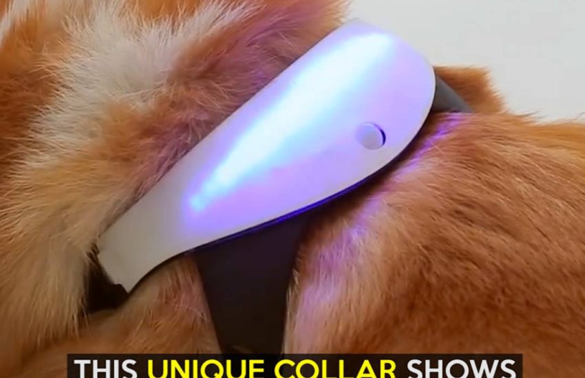 This unique collar shows you your dog's mood