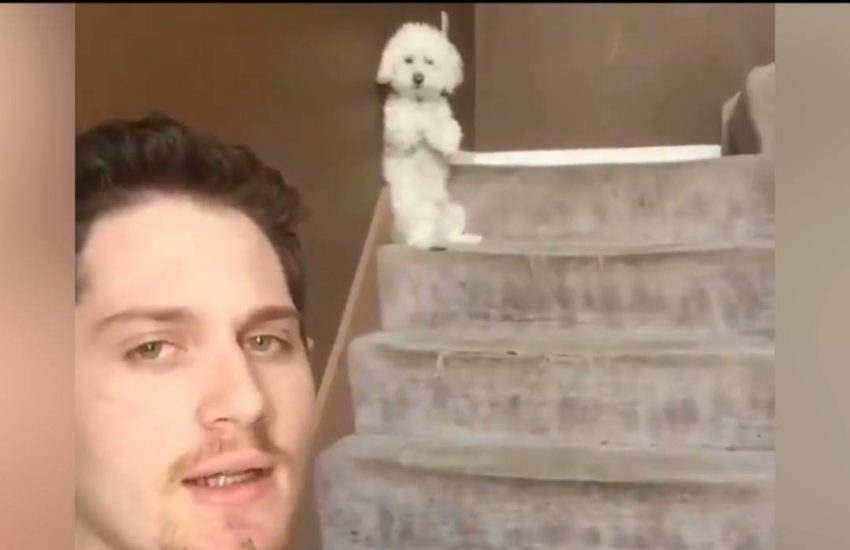 When your dog thinks he's a human