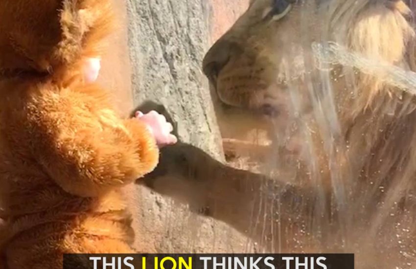 This lion thinks this baby is part of his pride