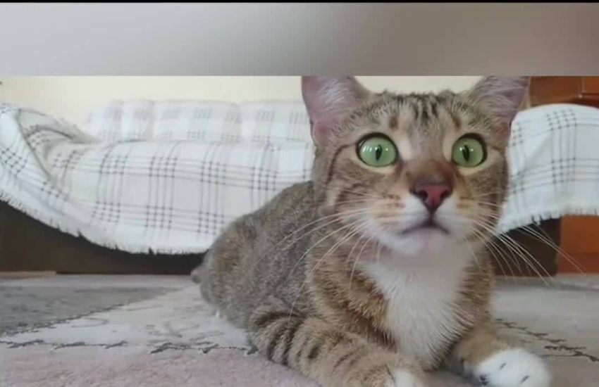 Cat watching horror movies is everything
