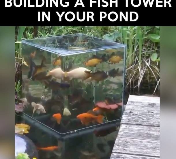 Building a fish tower in your pond