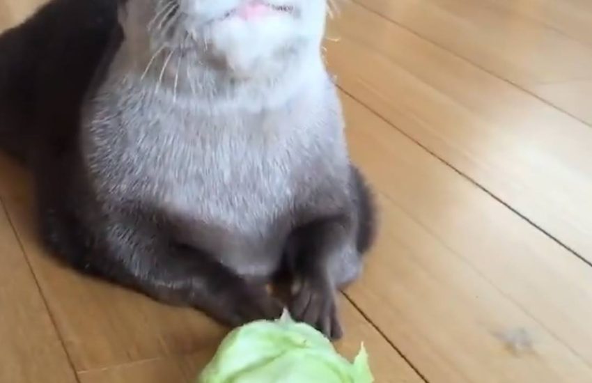 social caption: I love lettuce like no otter