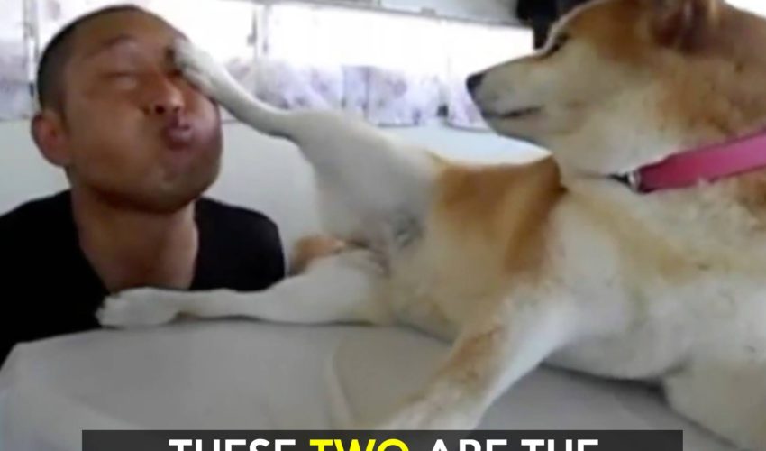 Shiba Inu喜劇二重奏 柴柴與主人
