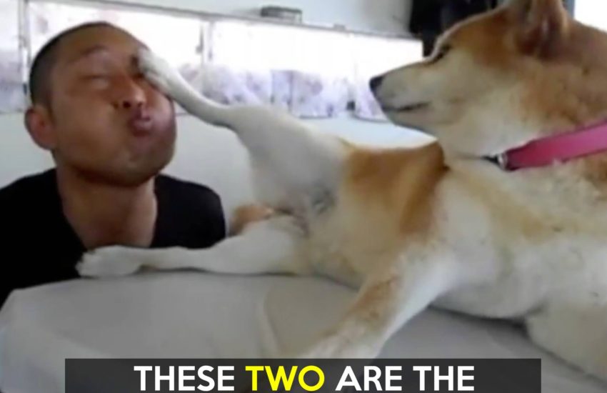 Shiba Inu Comedy duo