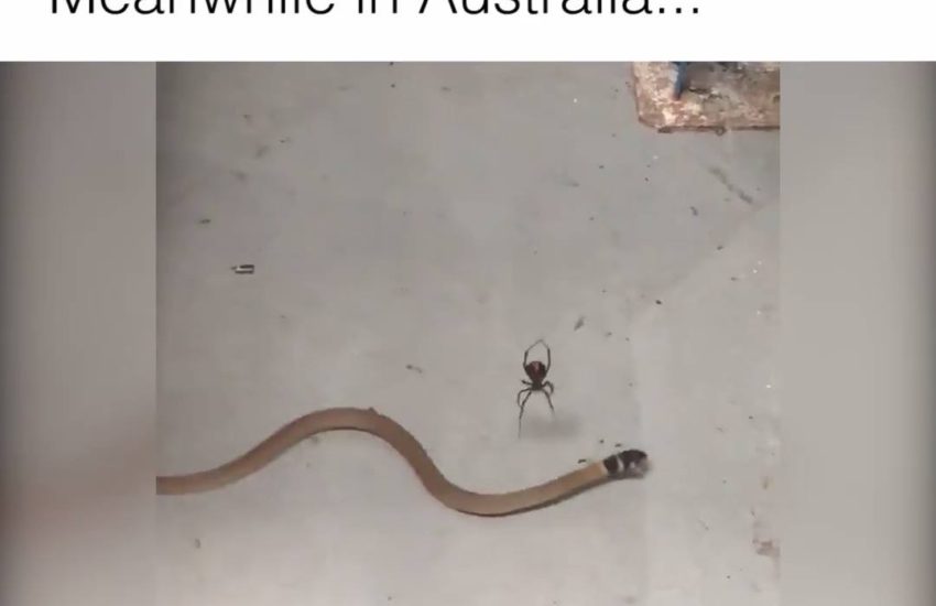 Meanwhile in Australia..