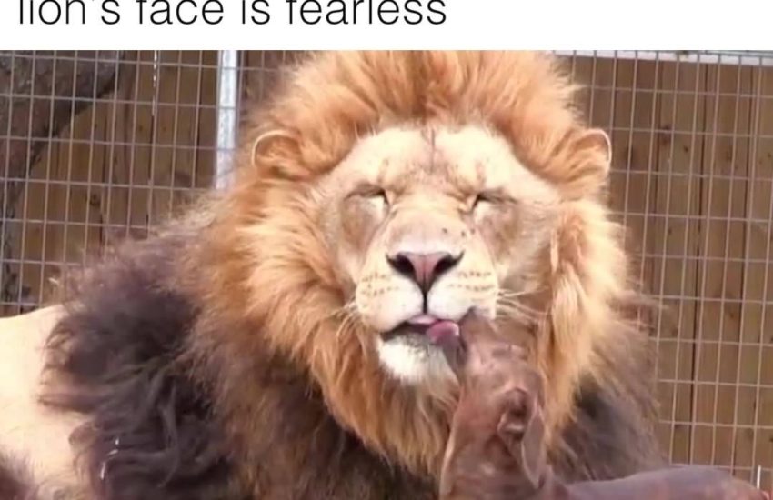 This sausage dog casually licking a lion's face is fearless