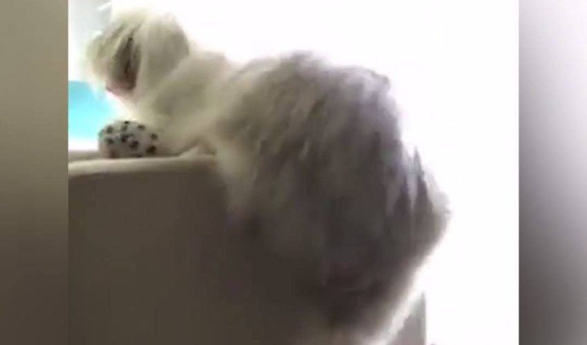 世界上什麼狗都看過 沒看過這麼笨拙的狗狗