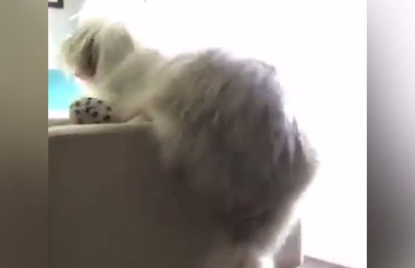 The world's clumsiest dog