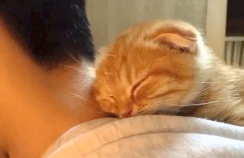 Kitten turns hoodie into home