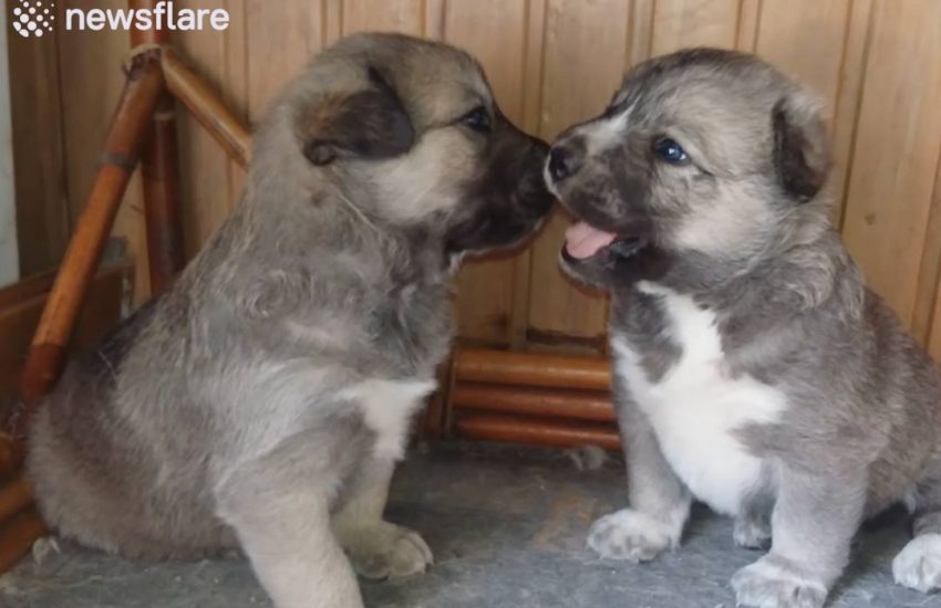 Leaked footage of savage dog fight