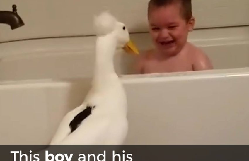This boy and his duck are inseparable
