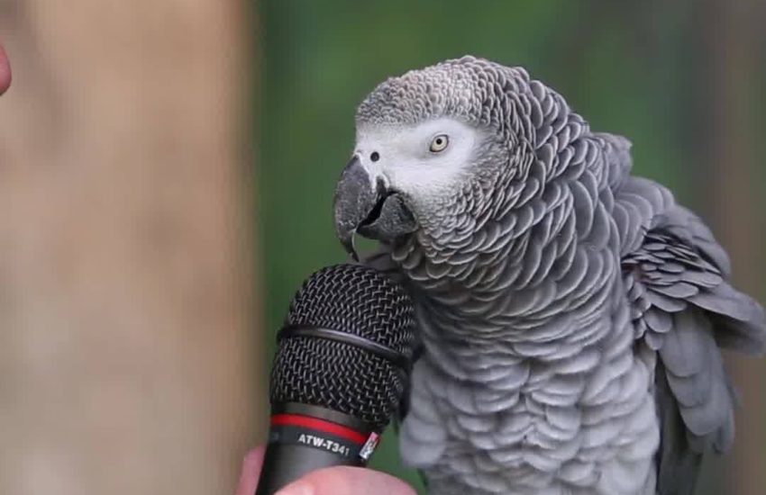 This parrot is amazing at impressions